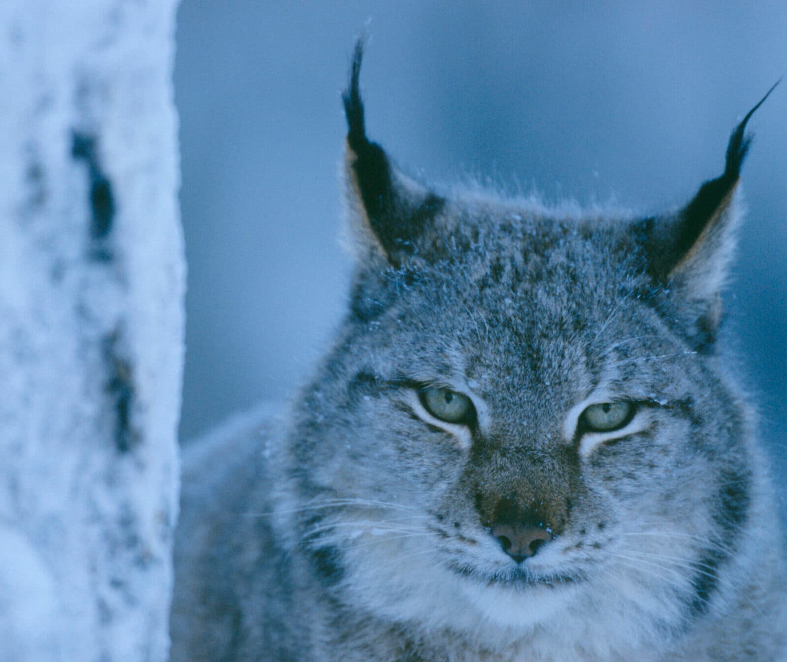 Eurasian Lynx, Lynx lynx, captive, Lycksele, Sweden